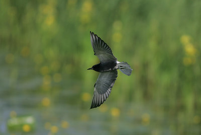 BUITEN BEELD Foto: 34468