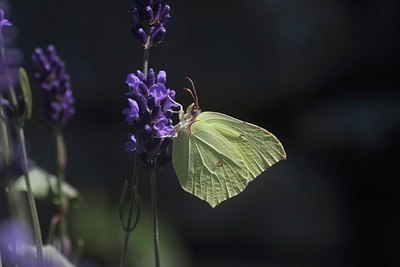 BUITEN BEELD Foto: 34477