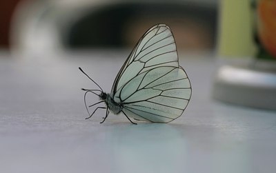 BUITEN BEELD Foto: 34478