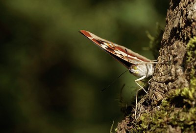BUITEN BEELD Foto: 34479