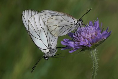 BUITEN BEELD Foto: 34482