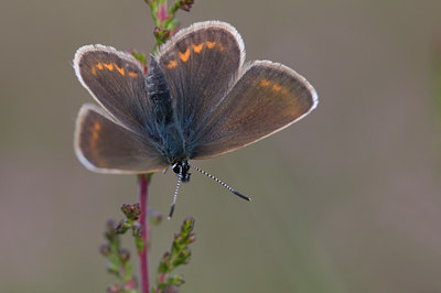 BUITEN BEELD Foto: 34498