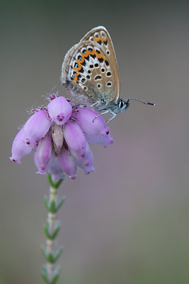 BUITEN BEELD Foto: 34499