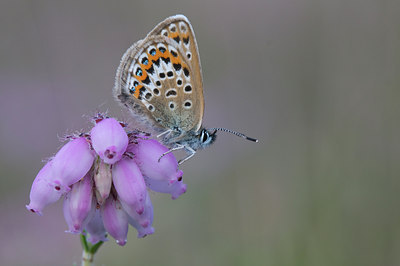 BUITEN BEELD Foto: 34500
