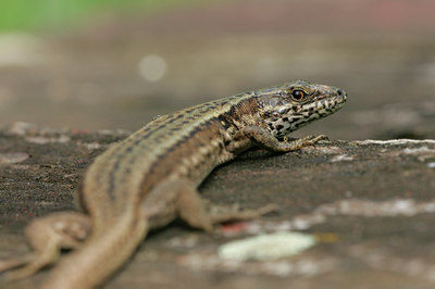 BUITEN BEELD Foto: 34528