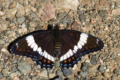 BUITEN BEELD Foto: 34538