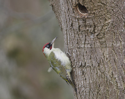 BUITEN BEELD Foto: 34567