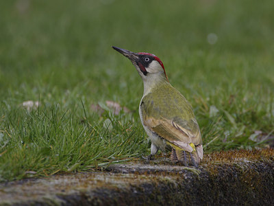 BUITEN BEELD Foto: 34571