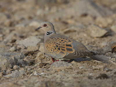 BUITEN BEELD Foto: 34572