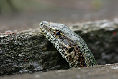 BUITEN BEELD Foto: 34598