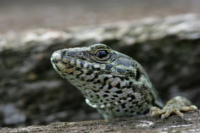 BUITEN BEELD Foto: 34600
