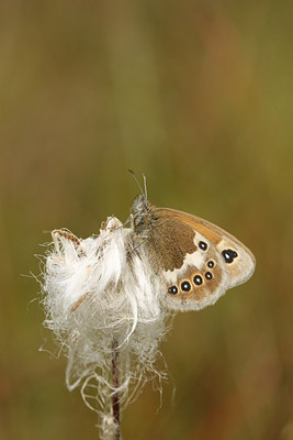 BUITEN BEELD Foto: 34612