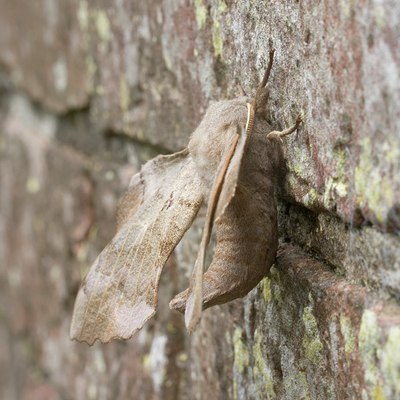 BUITEN BEELD Foto: 34623