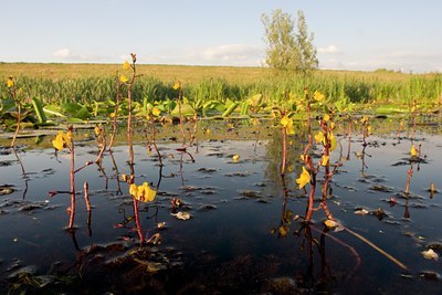 BUITEN BEELD Foto: 34711