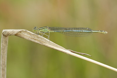 BUITEN BEELD Foto: 34840