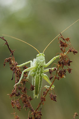 BUITEN BEELD Foto: 34841