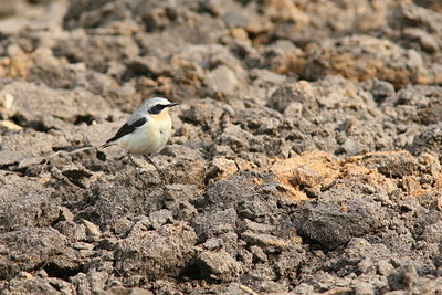 BUITEN BEELD Foto: 34842