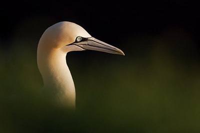BUITEN BEELD Foto: 34853