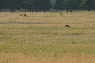 BUITEN BEELD Foto: 34871