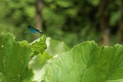 BUITEN BEELD Foto: 34885