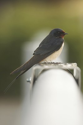 BUITEN BEELD Foto: 34892