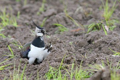 BUITEN BEELD Foto: 34896