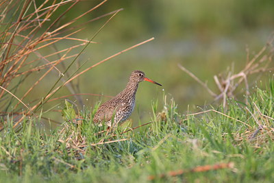 BUITEN BEELD Foto: 34897