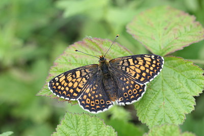 BUITEN BEELD Foto: 34904