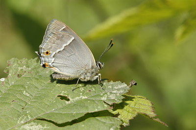 BUITEN BEELD Foto: 34906