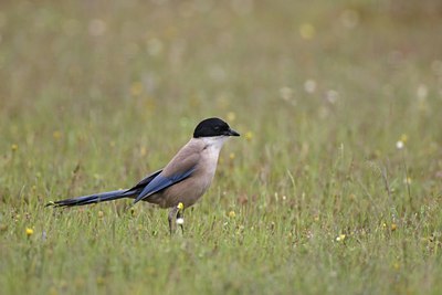 BUITEN BEELD Foto: 34922