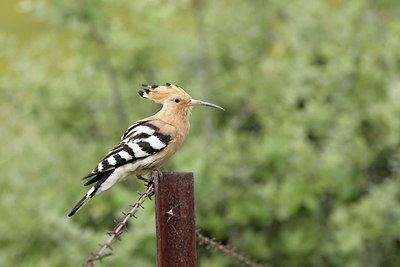 BUITEN BEELD Foto: 34936