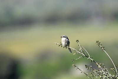 BUITEN BEELD Foto: 34942