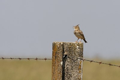 BUITEN BEELD Foto: 34949