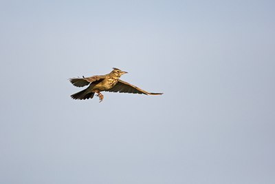 BUITEN BEELD Foto: 34951