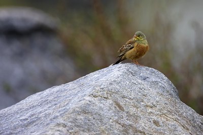 BUITEN BEELD Foto: 34957