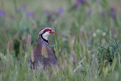 BUITEN BEELD Foto: 34964