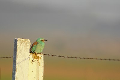 BUITEN BEELD Foto: 34968