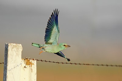 BUITEN BEELD Foto: 34969