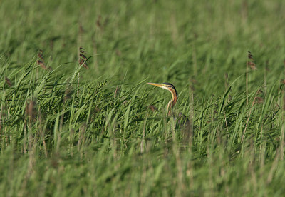 BUITEN BEELD Foto: 34986