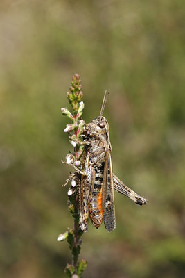 BUITEN BEELD Foto: 34996