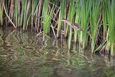 BUITEN BEELD Foto: 349000