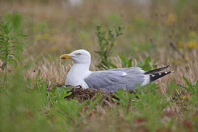 BUITEN BEELD Foto: 349002