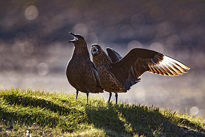 BUITEN BEELD Foto: 349043
