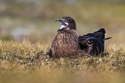 BUITEN BEELD Foto: 349056
