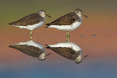 BUITEN BEELD Foto: 349082