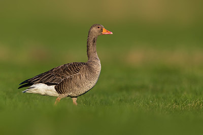 BUITEN BEELD Foto: 349096