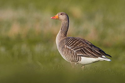 BUITEN BEELD Foto: 349097