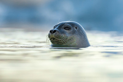 BUITEN BEELD Foto: 349099