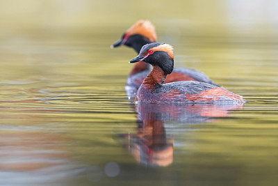 BUITEN BEELD Foto: 349165