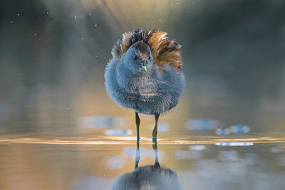 BUITEN BEELD Foto: 349178